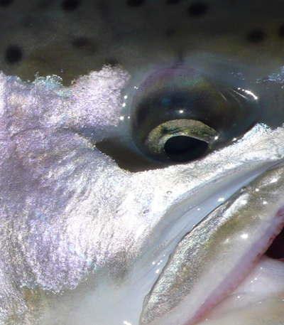 fish eye.jpg